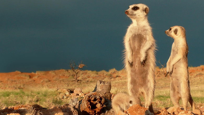кадр из фильма Clan of the Meerkat