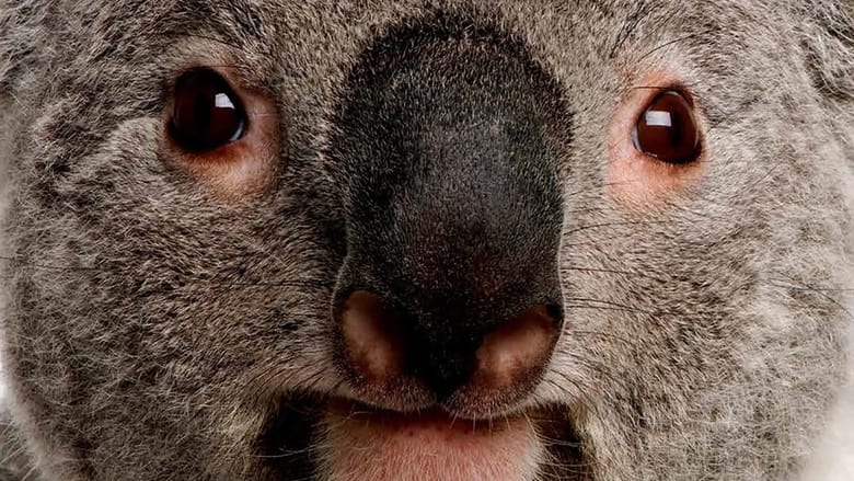 кадр из фильма The Koalas