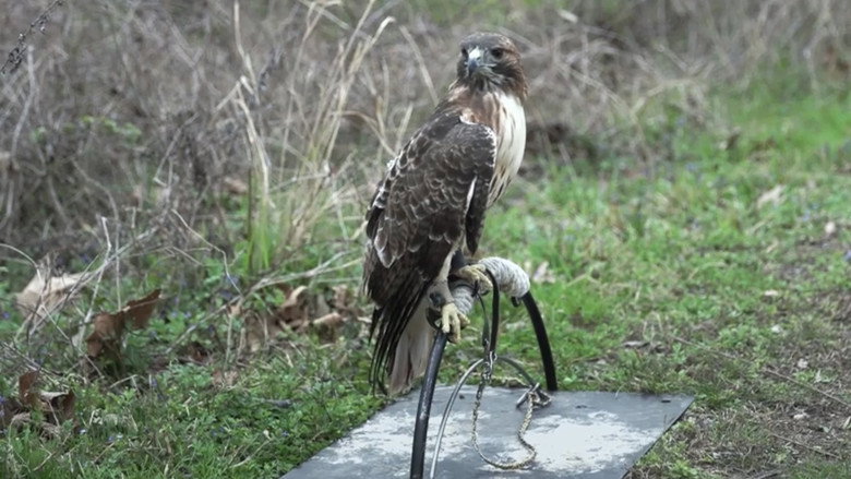 кадр из фильма The Falconer