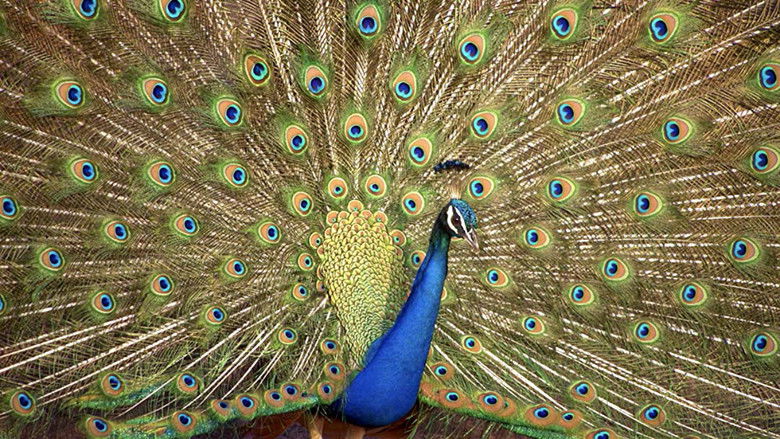 кадр из фильма Crazy Creatures