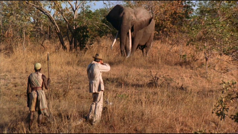 кадр из фильма Белый охотник, черное сердце