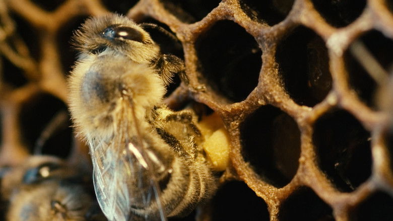 кадр из фильма Больше, чем мёд