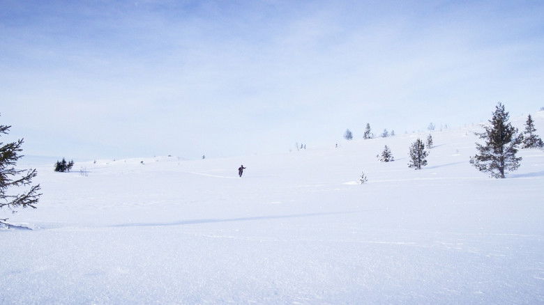 кадр из фильма Ulvejakt