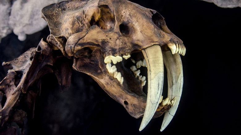 кадр из фильма Le mystérieux tigre à dents de sabre