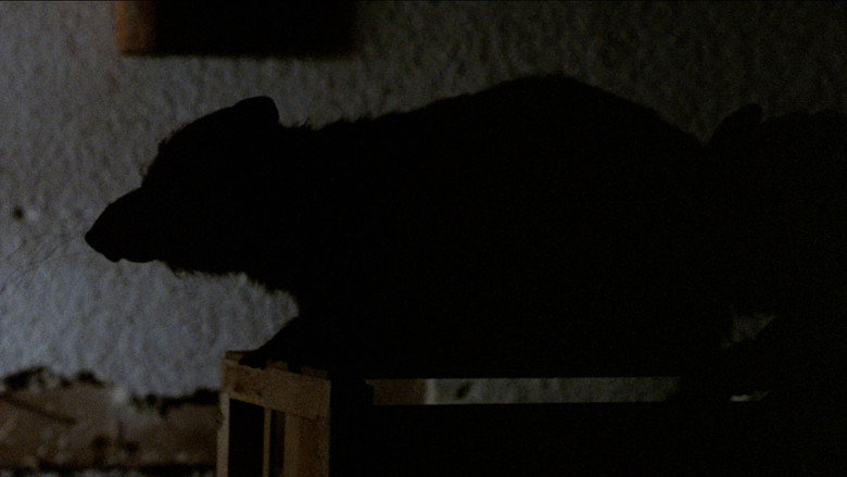 кадр из фильма Крысы