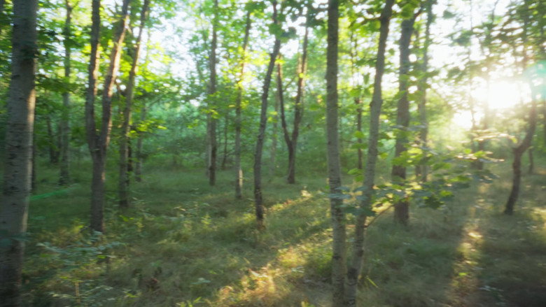 кадр из фильма PIED DE BICHE