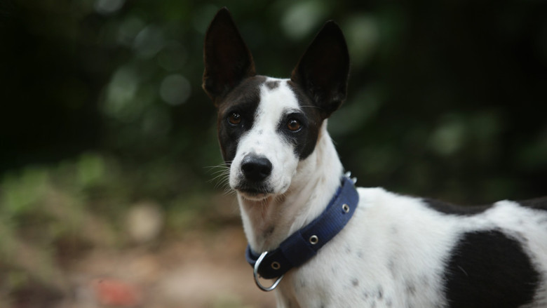 кадр из фильма அலங்கு