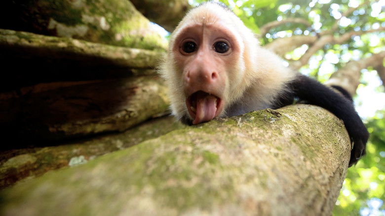 кадр из фильма Untamed Costa Rica with Filipe DeAndrade