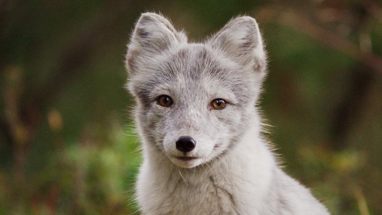 кадр из фильма Приключения оленёнка