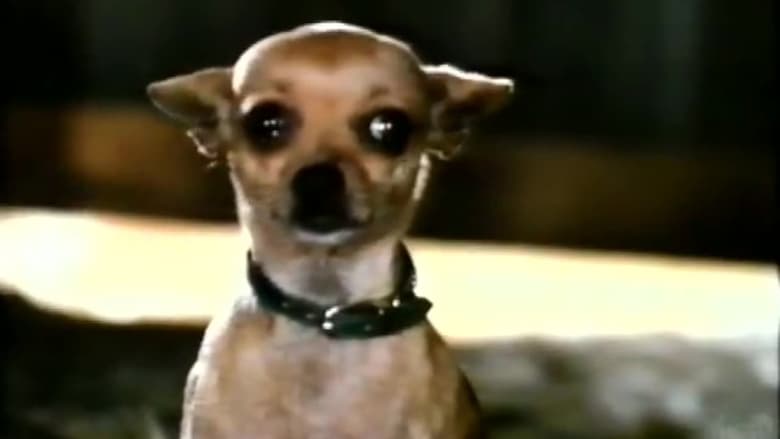 кадр из фильма Pablo and the Dancing Chihuahua