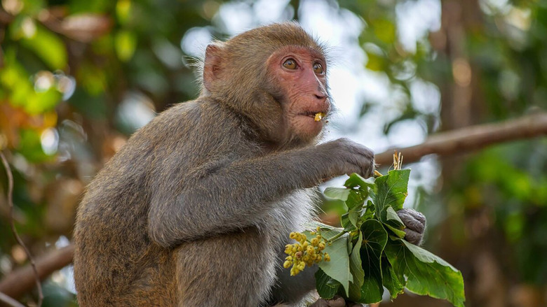 Wild Taiwan: Jungle Island