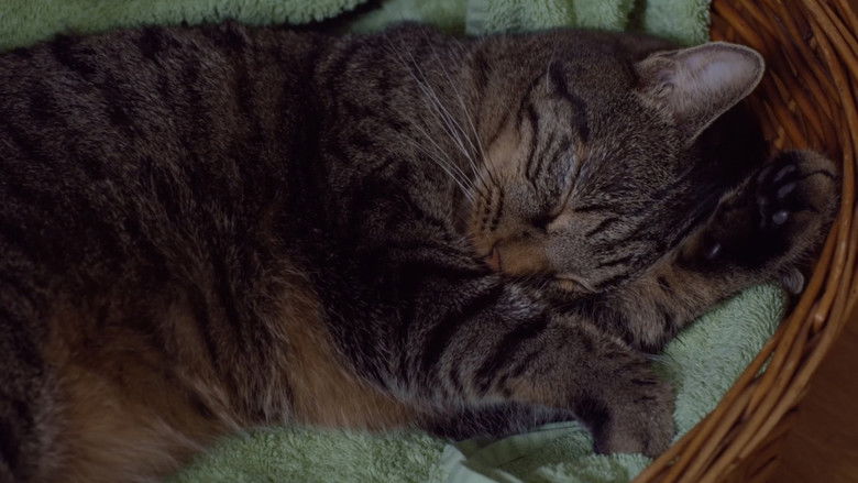 кадр из фильма Кот