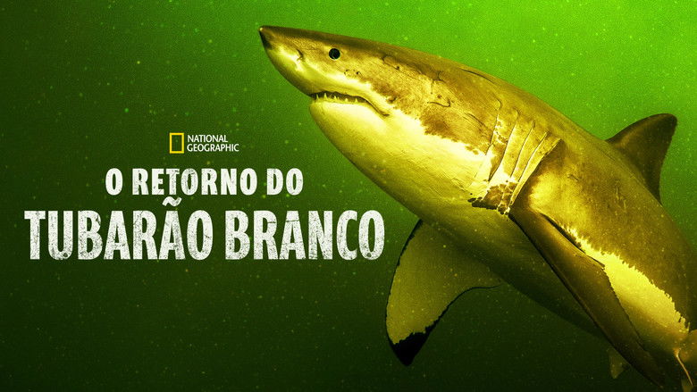 кадр из фильма Возвращение белой акулы