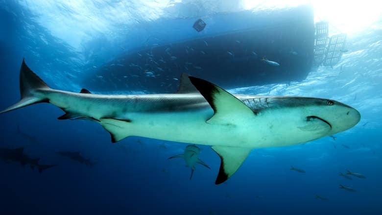 кадр из фильма Спасённые от акул