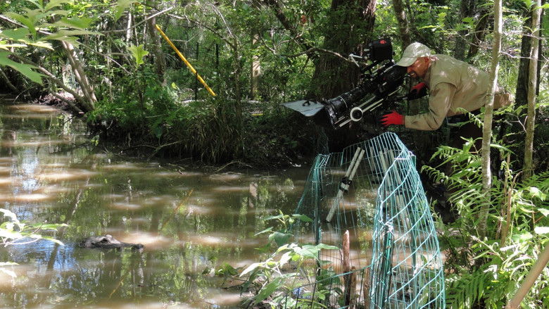 Wild Mississippi Compilation