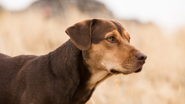 кадр из фильма Путь домой