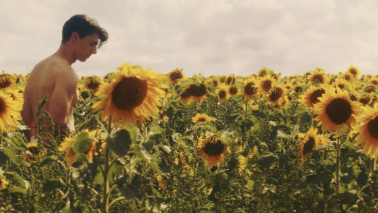 кадр из фильма Подсолнух