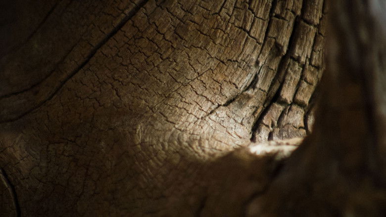 кадр из фильма Creature Catalogue