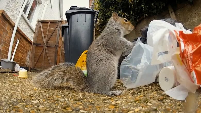 кадр из фильма Nature's Boldest Thieves