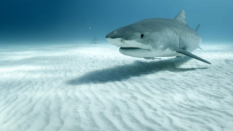 кадр из фильма Жизнь на экваторе