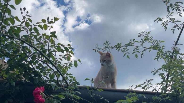 кадр из фильма Внутри разума кошки