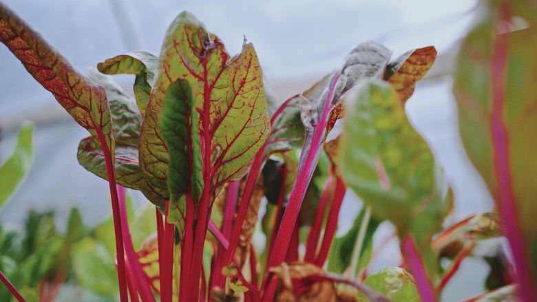 кадр из фильма Grow a Better Dallas