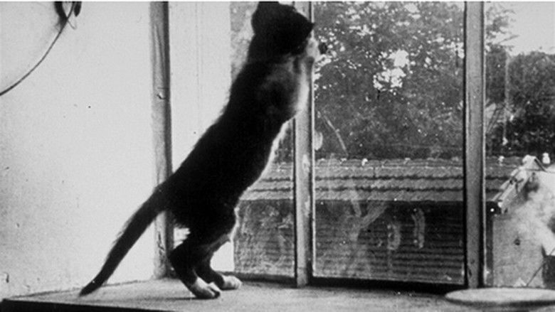 кадр из фильма Le chat qui joue