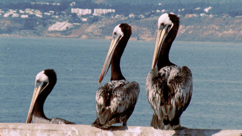 кадр из фильма Puchuncaví