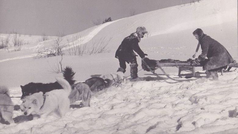 кадр из фильма Дикая собака Динго