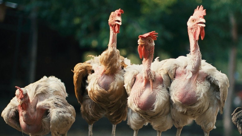 кадр из фильма Κότα