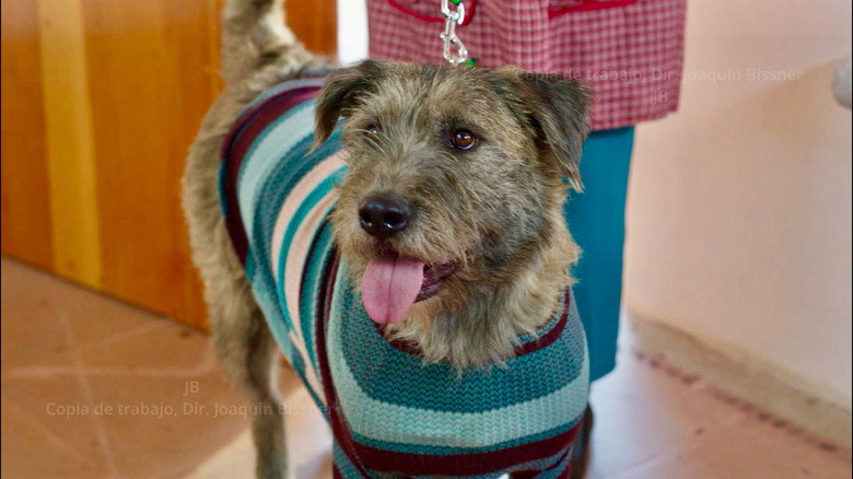 кадр из фильма Perro Que Ladra... No Muerde