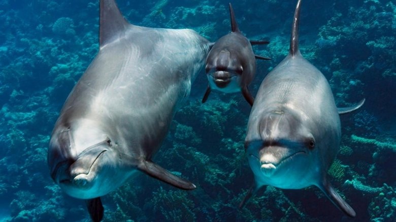 кадр из фильма Unsere Erde, unsere Meere