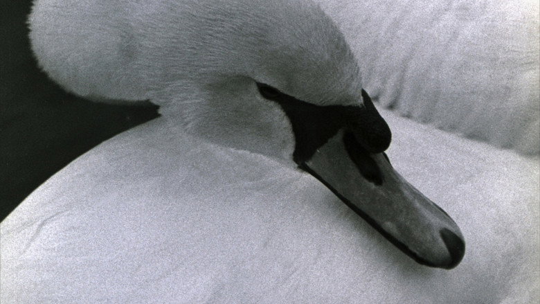 кадр из фильма Swan