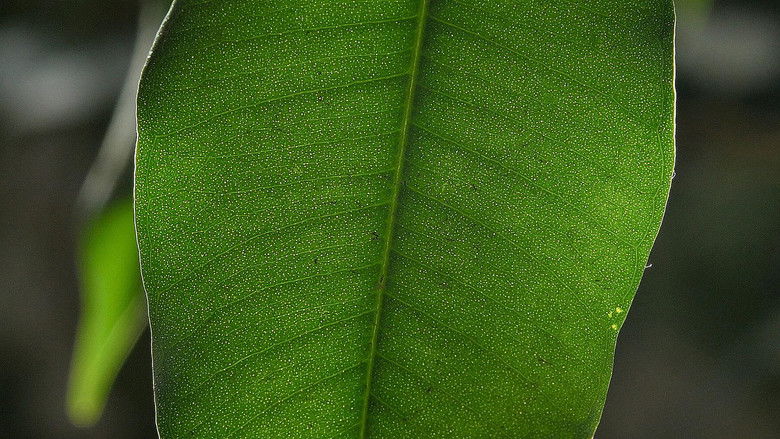 кадр из фильма Больше света