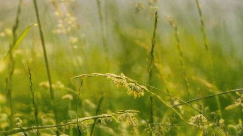 Porajmos. Zapomniany Holocaust