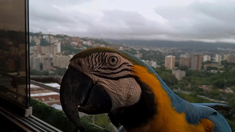 кадр из фильма Guacamayas: El vuelo en una ciudad que no deja de crecer