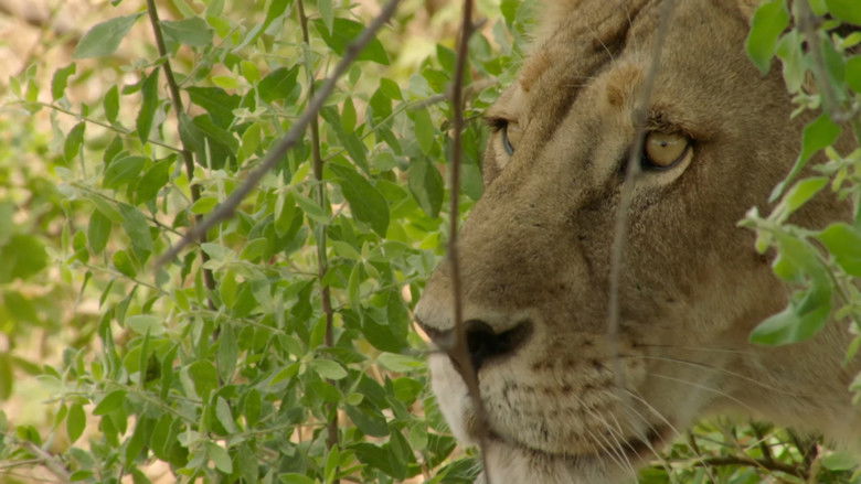 кадр из фильма The Kill