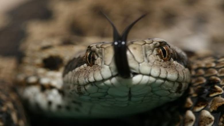 кадр из фильма Vipera Life - Egy kígyó élete