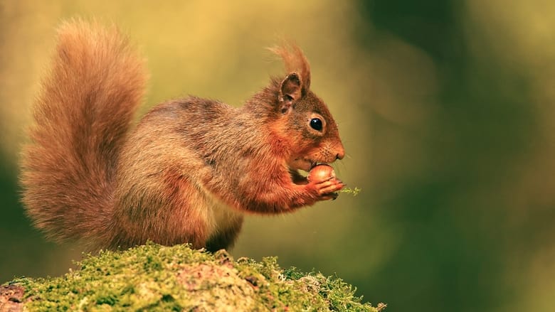 кадр из фильма Cumbrian Red: Saving Our Red Squirrels