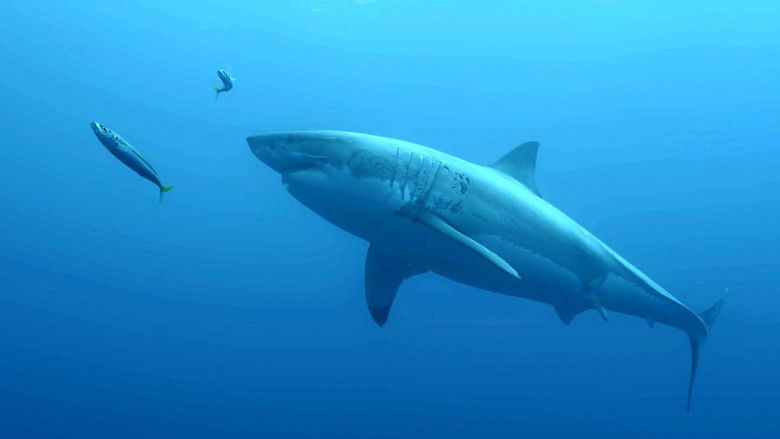 кадр из фильма Survivre aux catastrophes, les stratégies de la nature