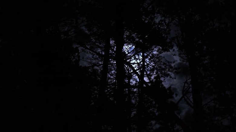 кадр из фильма The Haunting of Hickcox Woods