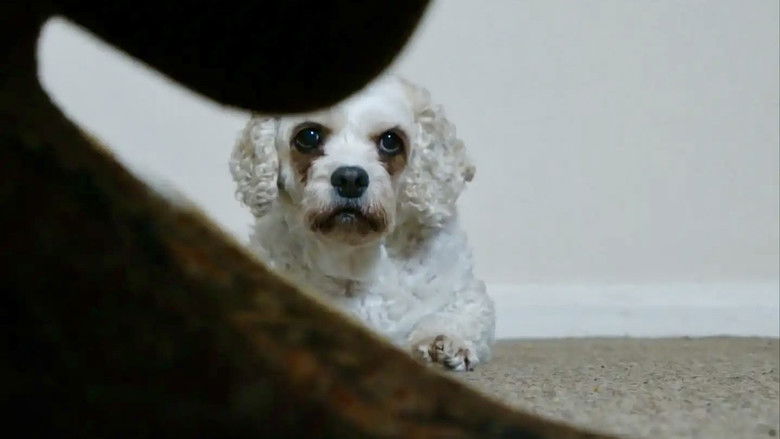 кадр из фильма Dog Noise