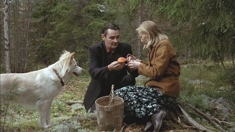 кадр из фильма Человек без прошлого