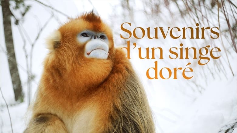 кадр из фильма Souvenirs d'un singe doré