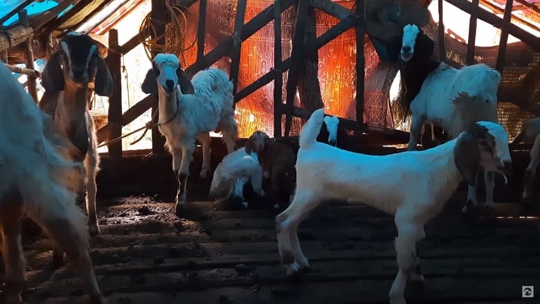 кадр из фильма Animal Farm