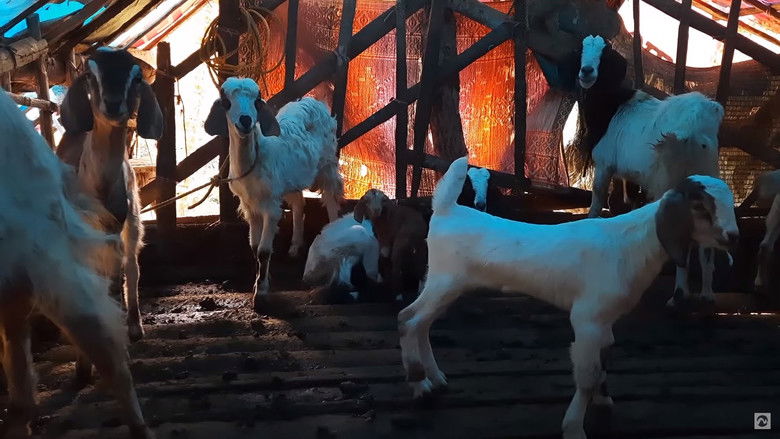 кадр из фильма Animal Farm