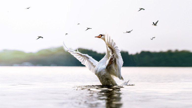 кадр из фильма Swans: Mystery of the Missing