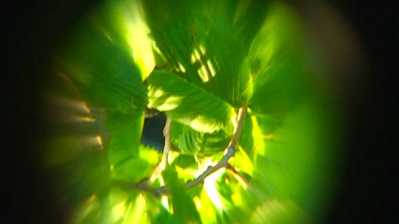 кадр из фильма Sol Garden