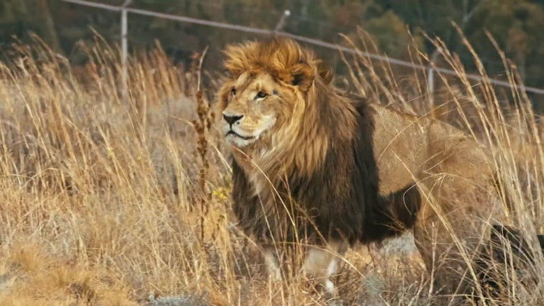 кадр из фильма Lionsrock: Return Of The King