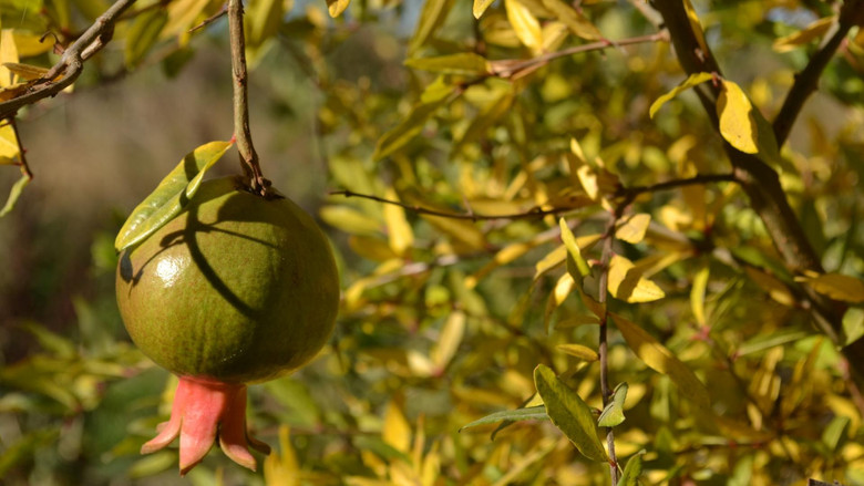 Abundancia siempreverde